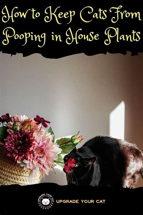 We did not find results for: Here's How to Keep Cats From Pooping in House Plants ...