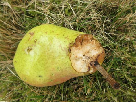 Rotten Pear Free Stock Photo Public Domain Pictures