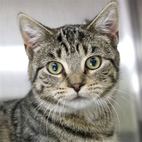 In this article, we'll explore 13 things you should know about tabby cats and shedding. Hi, I'm Andi! I'm a young spayed female brown tabby ...