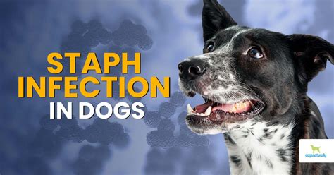 Staph Infection In Dogs Dogs Naturally