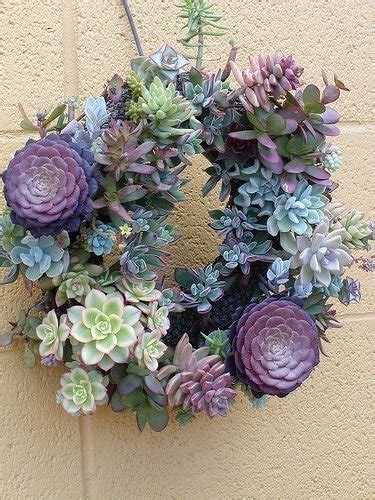Living Wreath Gorgeous Grow These Stunning Succulents