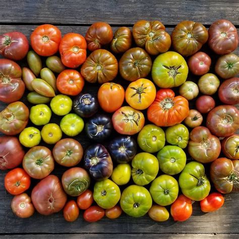 If I Could Grow Every Heirloom Tomato That Existed I Would With