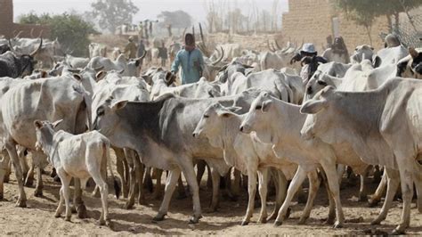 Igangan boils as bandits reportedly kill 20 in oyo. Fulani herders attack two as tension mounts in Ibarapa ...