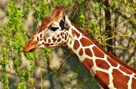 Free Images Zoo Africa Mammal Fauna Wild Animal Giraffe Animals