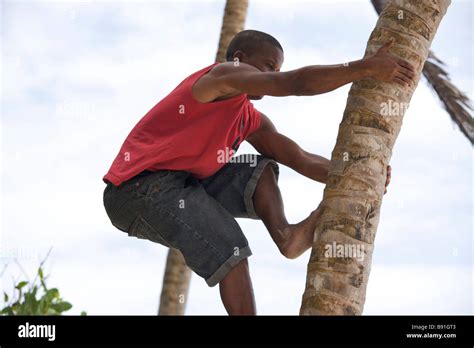 Man Climbing A Coconut Tree To Pluck Coconuts Stock Photo Alamy