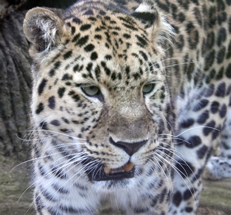 Amur Leopard 2 | The Amur leopard (Panthera pardus orientali… | Flickr