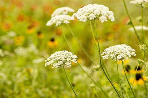 How To Grow And Care For Queen Annes Lace Be Legendary Podcast