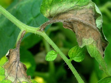 These were derived from solanum pimpinellifolium, a. Late Blight in Tomato - Barmac Pty Ltd