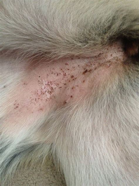 What Do Flea Bites Look Like On Dogs