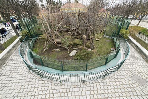 Schönbrunn Zoo Larger Enclosure For Mahalia And Manjul Red Pandazine