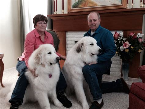 Weights start at 100 pounds (45 kilograms). Golden Pyrenees (Golden Retriever/Great Pyrenees Mix ...