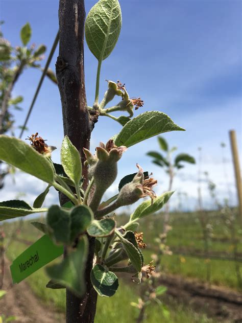 • 20ft+ x 20ft+ spacings. Our Orchard - Idyll Acres, LLC