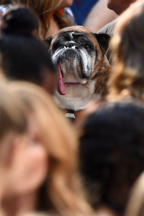 The Worlds 2018 Ugliest Dog Contest Winner Is An English Bulldog Named