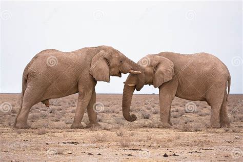 Elephants In Love Stock Image Image Of Large Environment 17929351