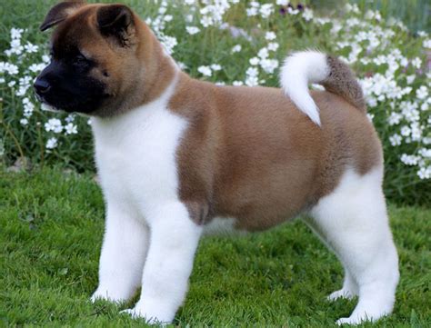 Shiba inu price today on cryptocurrency exchange market. Shiba inu price india | Dogs, breeds and everything about ...