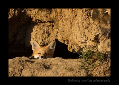Red Fox In Den Red Foxes 2013 North American K 9s North American