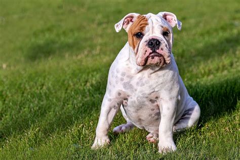 Top 10 Gewildste Honde Rasse In Suid Afrika With Pictures Za