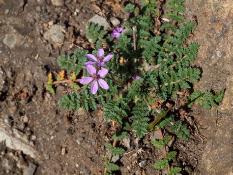 Redstem Filaree Noxious Weeds Of Colorado · Inaturalist