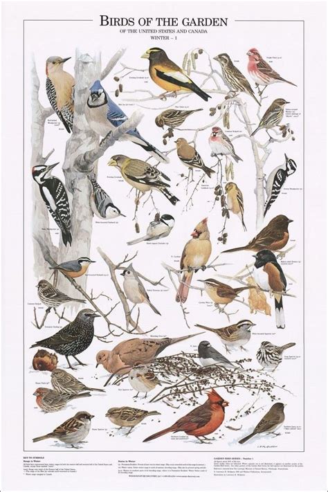 Chart With Michigan Birds Birds Of The Garden Winter I