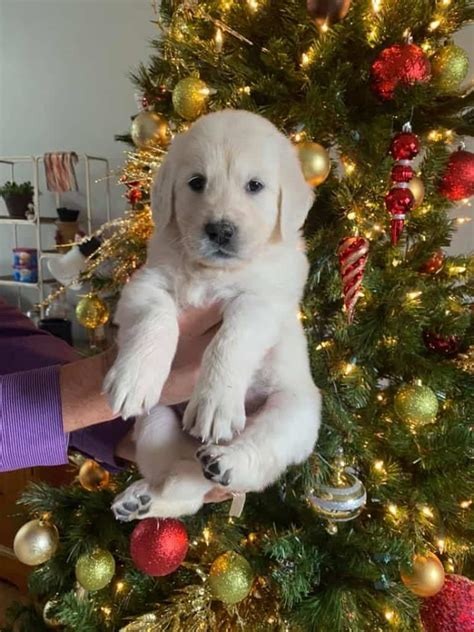 For more information and pictures please only text us at: Christmas 2019 Puppies - English Cream Golden Retriever Puppies - Treasure Goldens