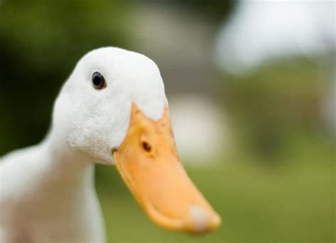 Can People Have Ducks As Pets Petmd