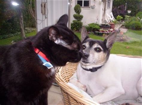 Outdoor cats and dogs can be a bit more difficult to diagnose. When Your Dog Eats Cat Poop - The Dogington Post