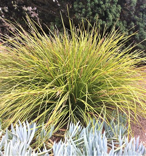 Drought Tolerant Ornamental Grasses Finegardening