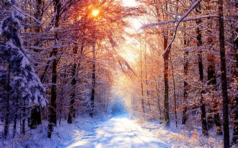 Winter scenery minimalist night landscape digital art hd wallpaper frosted trees 4k winter wallpaper flare from www.wallpaperflare.com. nature, Road, Trees, Snow, Winter Wallpapers HD / Desktop and Mobile Backgrounds