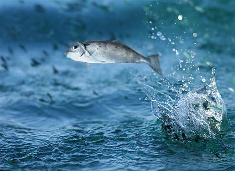 Fish Jumping Out Of Water Stock Photos Pictures And Royalty Free Images
