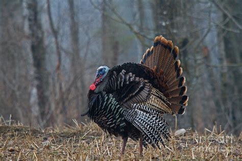 Jake Eastern Wild Turkey Photograph By Linda Freshwaters Arndt