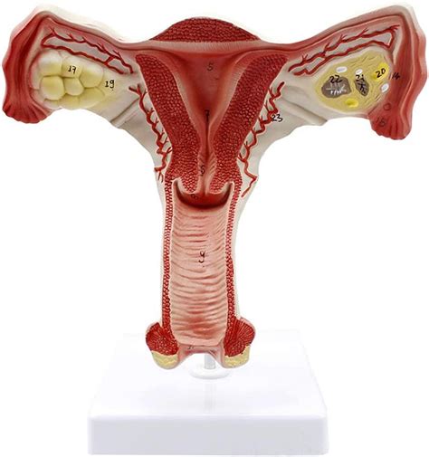 Educational Model Female Reproductive System Anatomical Model Uterus
