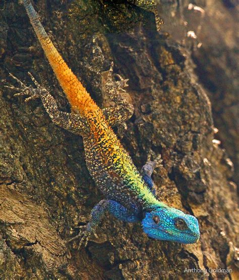 Blue Headed Tree Agama By Jozi1 Redbubble