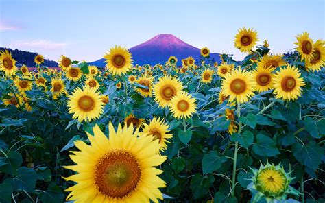 46 Field Of Sunflowers Wallpaper On Wallpapersafari