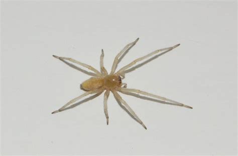 House Spiders Of Ohio Seen These Lately