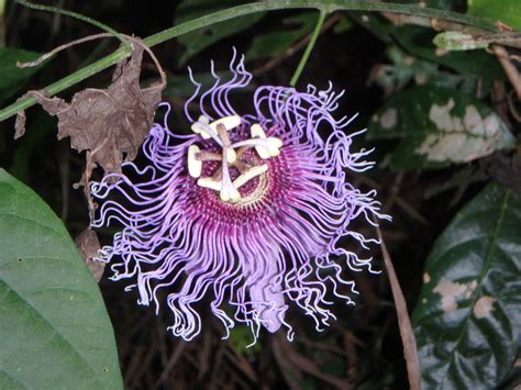 Passion Fruit Flower Adaptations In The Rainforest
