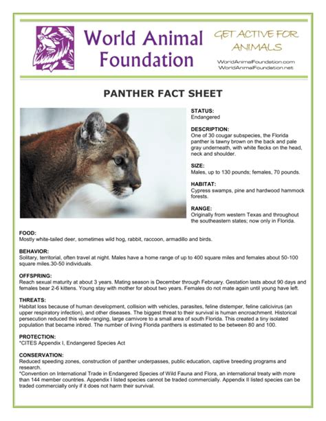 Panther Fact Sheet World Animal Foundation