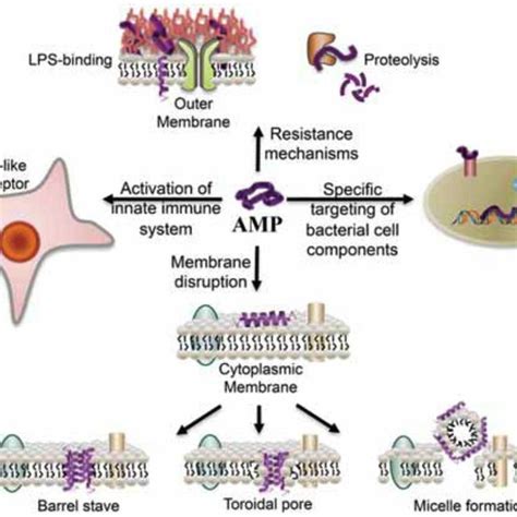 Overview On The Mode Of Action Of Antimicrobial Peptides Figure Taken