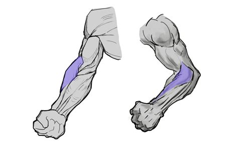 How To Draw Forearms With Anatomical Detail A Step By Step Guide