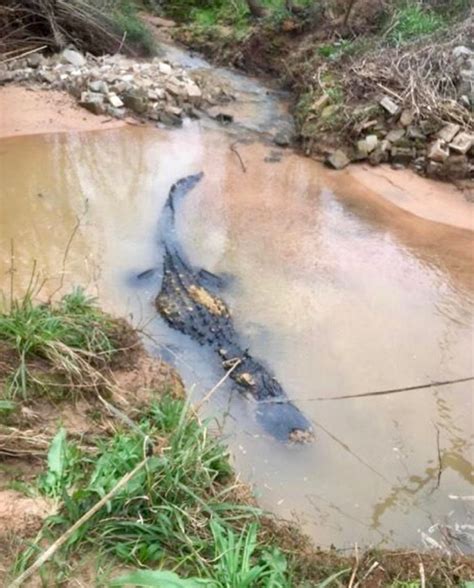 700 Pound Alligator Found In Georgia • Navarre Newspaper