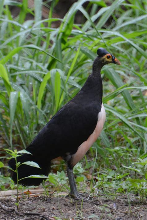 Bulu burung merak jantan lebih indah dibandingkan dengan burung merak betina. 100+ Gambar Burung (GARUDA, HANTU, ELANG, MERAK dll LENGKAP)