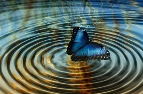 Chaos Theory Or The Butterfly Effect Exploring Your Mind