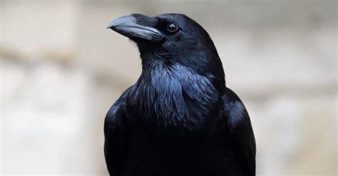 Crows Vs Ravens 5 Key Differences Explained