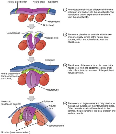 Figure Neural Crest Cells Contributed By Statpearls Ncbi