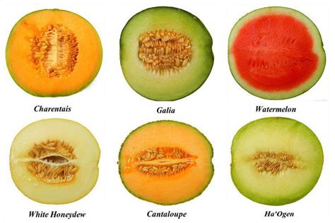different types of melon