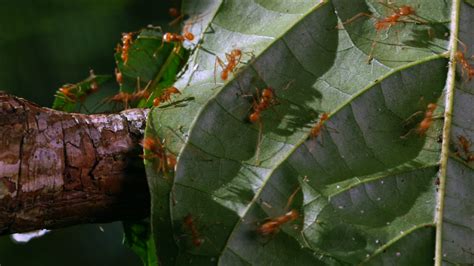 Leaf Cutter Ants A Farming Super Organism Pbs Learningmedia