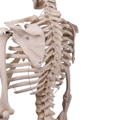 Human Skeleton Model Stan On Hanging Stand 3b Smart Anatomy