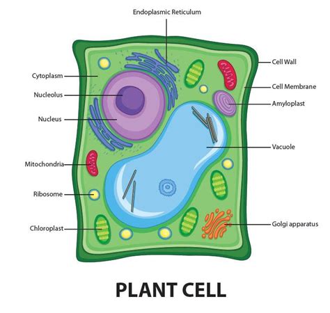 Plant Cell Diagram Labeled Simple