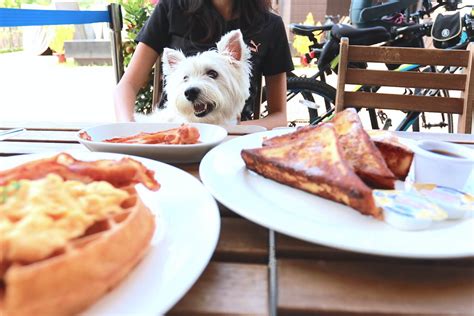 134 Dog Friendly Cafes And Restaurants In Singapore Vanillapup Blog