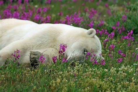 International Polar Bear Day 2021 Churchill Wild Polar Bear Tours
