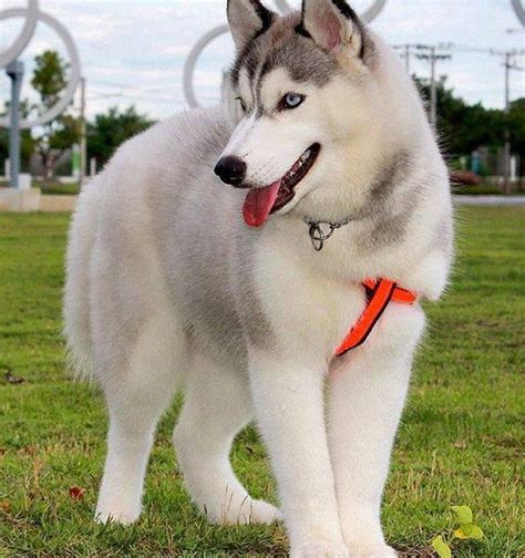 6 Things To Know Before Getting A Siberian Husky Inside Dogs World